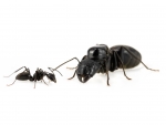 Camponotus japonicus